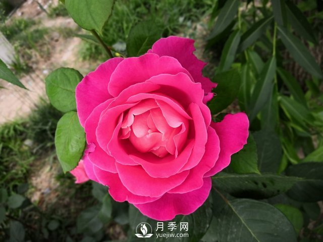 春天養(yǎng)月季，杜絕病蟲害！做好這幾點對后期生長有利(圖2)