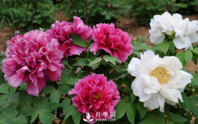 4種開花植物南方花友要慎重選擇，第二年開花就難了(圖1)