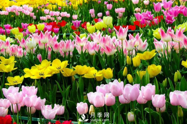 4種開花植物南方花友要慎重選擇，第二年開花就難了(圖4)