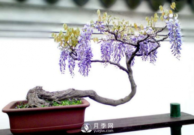 4種開花植物南方花友要慎重選擇，第二年開花就難了(圖2)