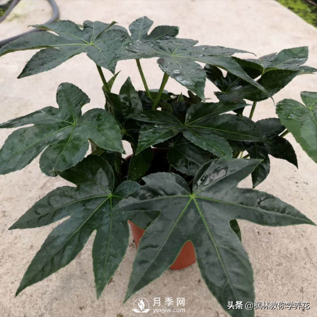 推薦10種冬季溫度低也能正常生長的花卉品種(圖3)