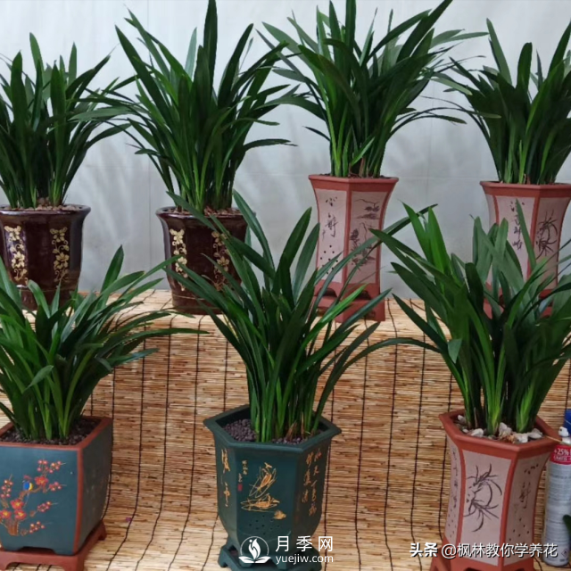 推薦10種冬季溫度低也能正常生長的花卉品種(圖11)