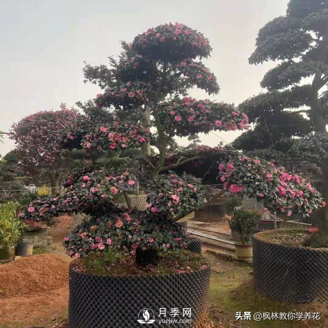 推薦10種冬季溫度低也能正常生長的花卉品種(圖4)