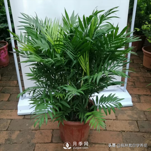 推薦10種冬季溫度低也能正常生長的花卉品種(圖5)