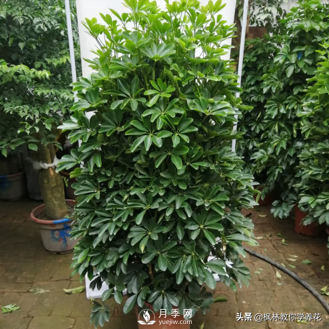 推薦10種冬季溫度低也能正常生長的花卉品種(圖7)