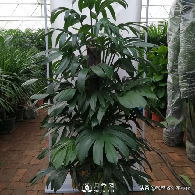 推薦10種冬季溫度低也能正常生長的花卉品種(圖8)