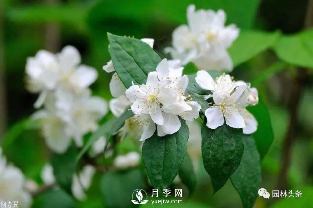發(fā)展鄉(xiāng)土特色花灌木，這10種是潛力股(圖4)
