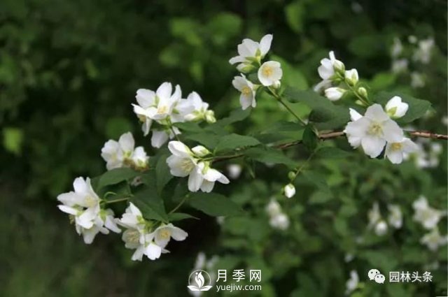 發(fā)展鄉(xiāng)土特色花灌木，這10種是潛力股(圖3)