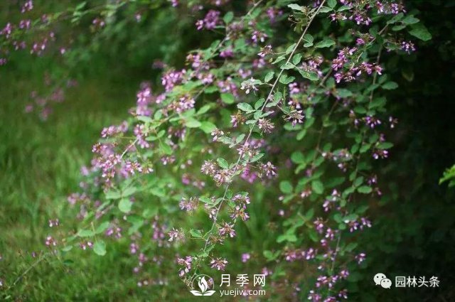 發(fā)展鄉(xiāng)土特色花灌木，這10種是潛力股(圖9)