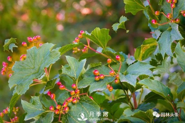 發(fā)展鄉(xiāng)土特色花灌木，這10種是潛力股(圖2)