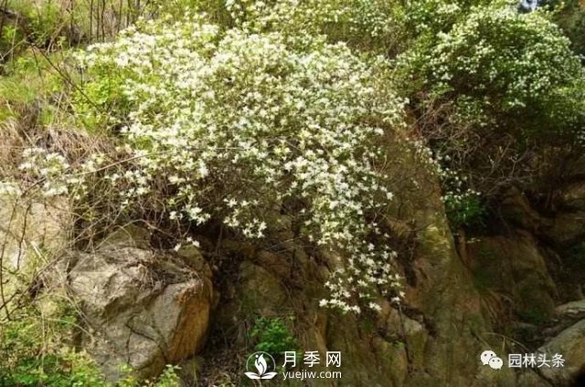 發(fā)展鄉(xiāng)土特色花灌木，這10種是潛力股(圖11)