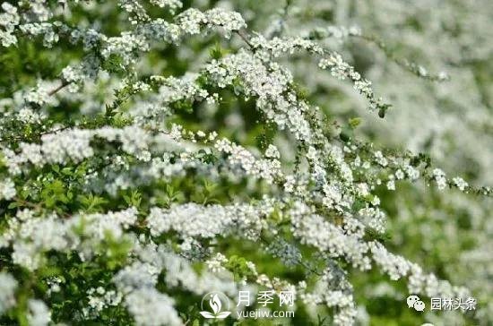 發(fā)展鄉(xiāng)土特色花灌木，這10種是潛力股(圖7)