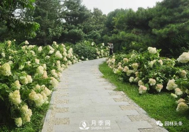 發(fā)展鄉(xiāng)土特色花灌木，這10種是潛力股(圖5)