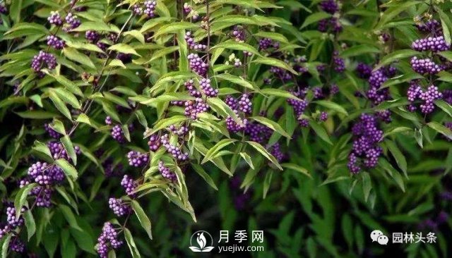 發(fā)展鄉(xiāng)土特色花灌木，這10種是潛力股(圖8)