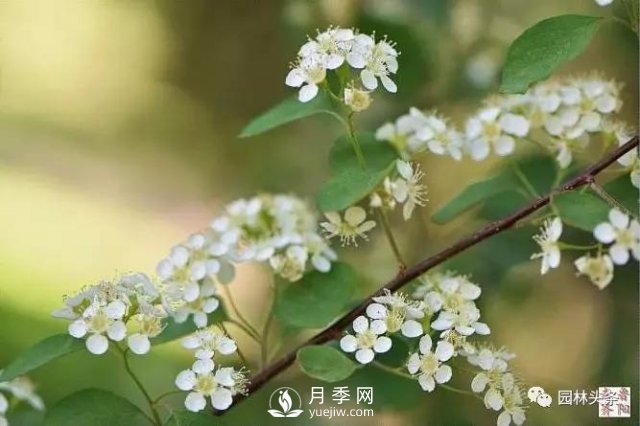 發(fā)展鄉(xiāng)土特色花灌木，這10種是潛力股(圖10)