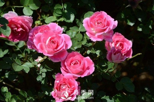月季唯美語錄 關于月季的15個唯美句子(圖1)