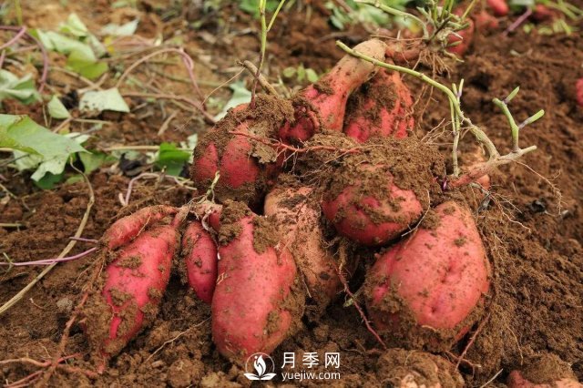 紅薯在我國(guó)種了幾百年，但紅薯原產(chǎn)地并不在中國(guó)(圖1)
