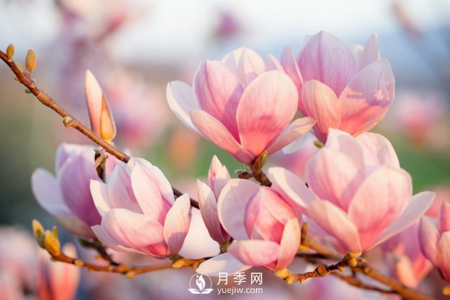 庭院種植玉蘭，解決4個(gè)問題香滿庭院(圖1)