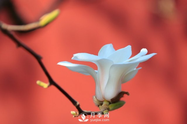 庭院種植玉蘭，解決4個(gè)問題香滿庭院(圖3)