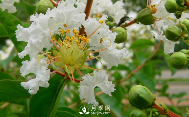 適合養(yǎng)殖在南陽(yáng)臺(tái)上的花卉植物(圖3)