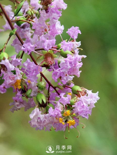 適合養(yǎng)殖在南陽(yáng)臺(tái)上的花卉植物(圖2)