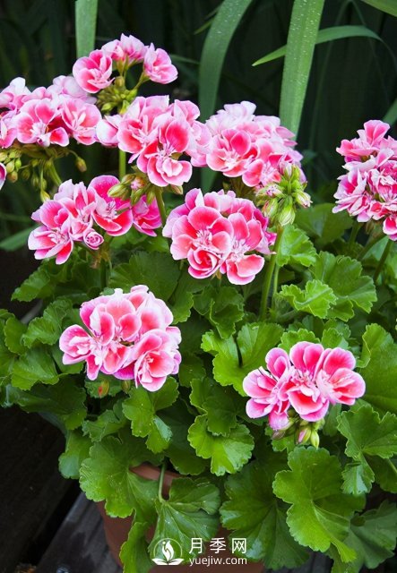 適合養(yǎng)殖在南陽(yáng)臺(tái)上的花卉植物(圖1)