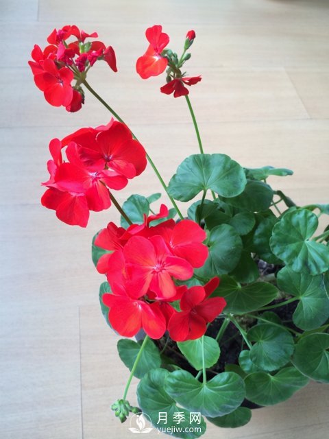 適合養(yǎng)殖在南陽(yáng)臺(tái)上的花卉植物(圖7)