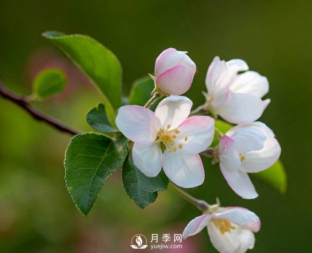 適合養(yǎng)殖在南陽(yáng)臺(tái)上的花卉植物(圖4)