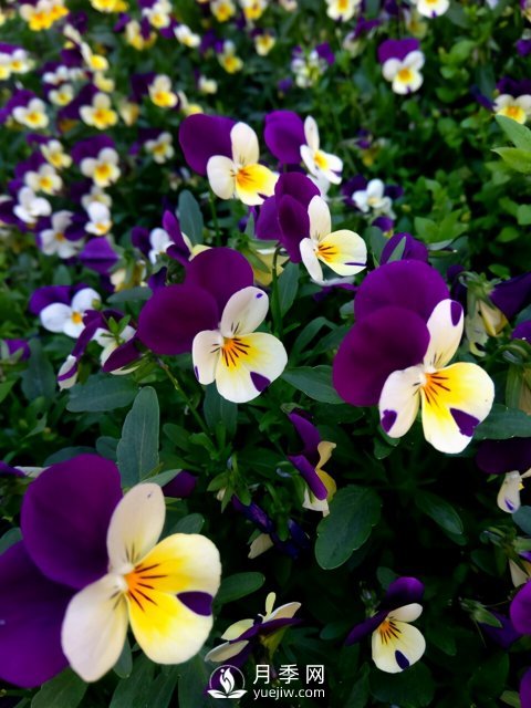 適合養(yǎng)殖在南陽(yáng)臺(tái)上的花卉植物(圖5)