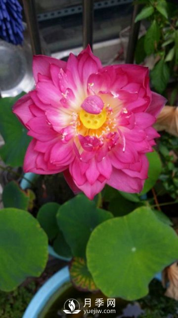 適合養(yǎng)殖在南陽(yáng)臺(tái)上的花卉植物(圖6)