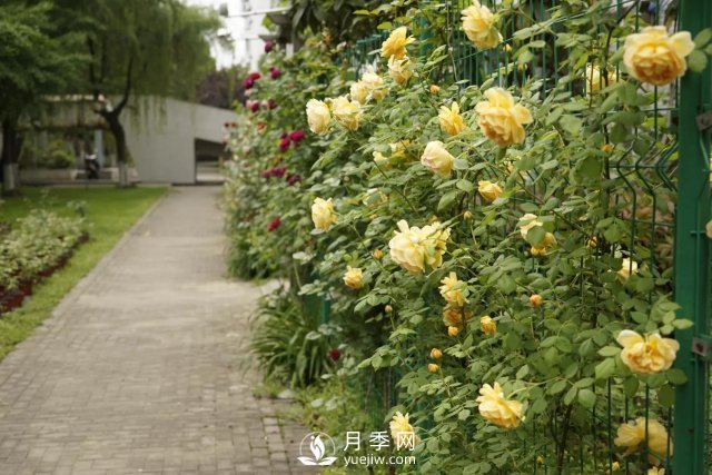 真的！懶人也能種好月季花(圖2)