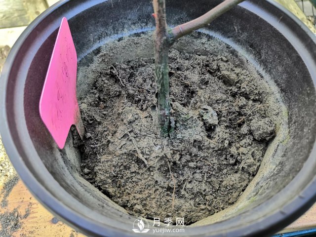 真的！懶人也能種好月季花(圖5)