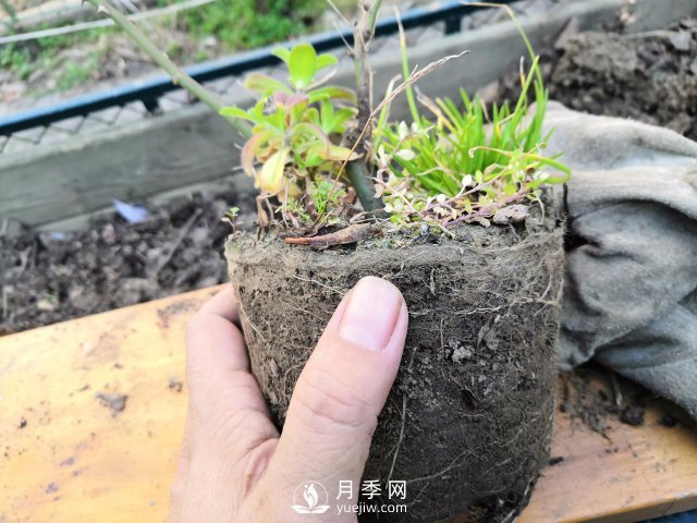 真的！懶人也能種好月季花(圖3)