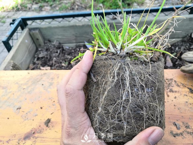 真的！懶人也能種好月季花(圖4)