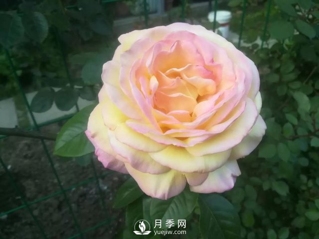 真的！懶人也能種好月季花(圖1)