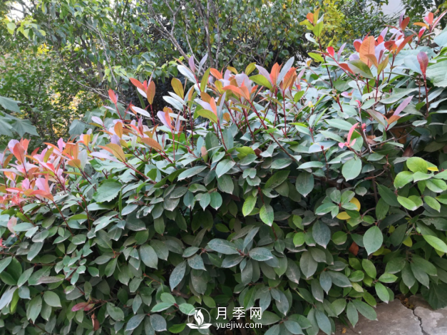 紅葉石楠養(yǎng)護，防治病蟲害是關(guān)鍵(圖1)