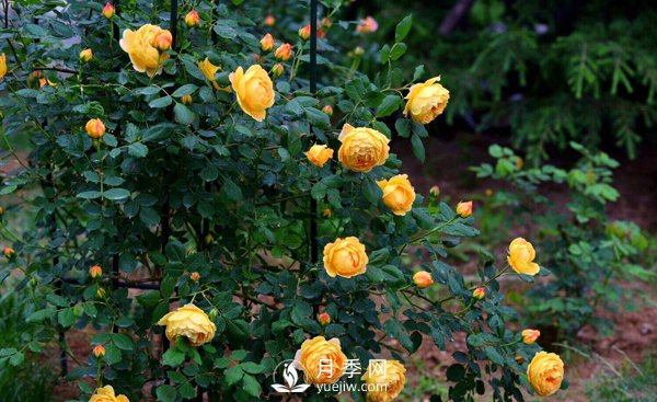 想要盆栽月季開花，這四個條件一定要滿足(圖1)