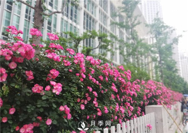 月季在小區(qū)內(nèi)打造景觀，真的太美了太高檔了！(圖2)