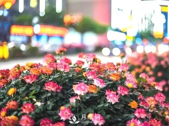 月季在小區(qū)內(nèi)打造景觀，真的太美了太高檔了！(圖1)