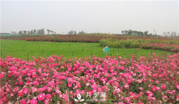 多頭豐花月季有那些品種，豐花月季排行榜！(圖1)
