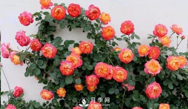 推薦5種多刺月季品種，院子周圍栽種做籬笆，扎哭小偷(圖3)