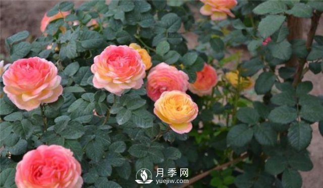 推薦5種多刺月季品種，院子周圍栽種做籬笆，扎哭小偷(圖2)