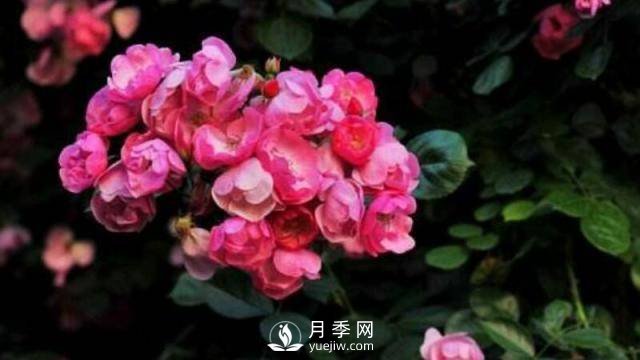 推薦6個(gè)特別好看的藤本月季品種(圖1)