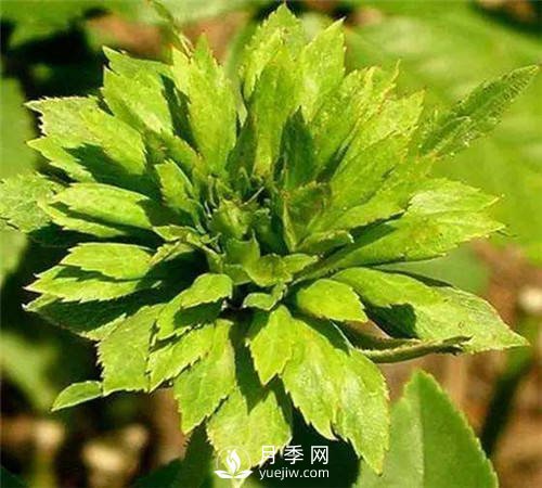 你見(jiàn)過(guò)綠色的月季花嗎？介紹下綠萼月季(圖3)