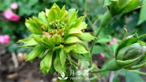 你見(jiàn)過(guò)綠色的月季花嗎？介紹下綠萼月季(圖2)
