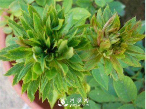 你見(jiàn)過(guò)綠色的月季花嗎？介紹下綠萼月季(圖1)
