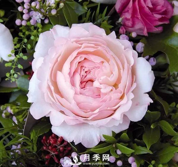 月季的美艷 怎一個美字來形容呢？(圖1)
