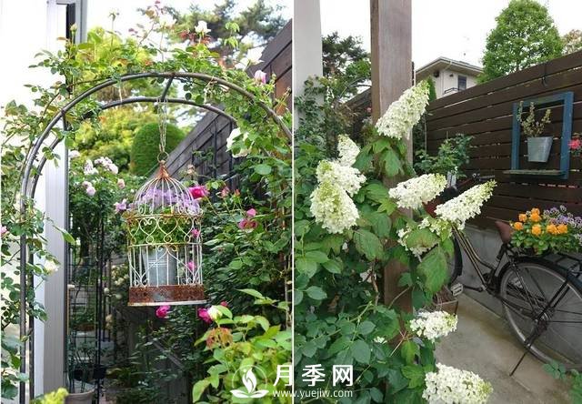 ***耐陰的藤本月季，你知道嗎(圖1)