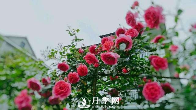 ***耐陰的藤本月季，你知道嗎(圖2)