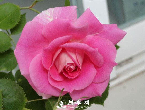 推薦豐花仙境月季，抗旱抗病，開花效果棒(圖1)